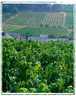 El Viñedo